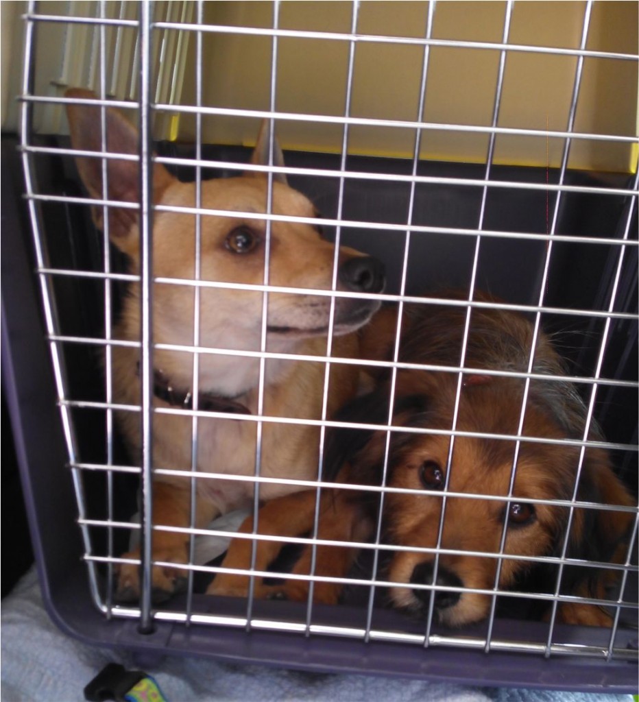 International Adoptions Dog rescue Spain adopting a dog from abroad